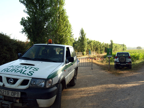 Batuda a la recerca de senglars, aquest matí.