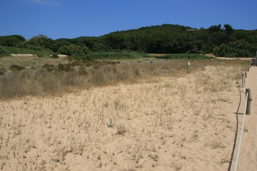 Les dunes de la platja de Castell.