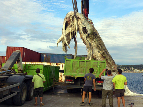 Retirada de les restes de la balena aquest matí al port de Palamós.