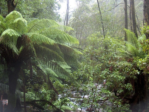 La selva tropical, protagonista del documental d'avui a La Gorga.