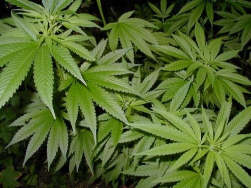 La banda detinguda treballava amb cocaïna i plantes de marihuana.