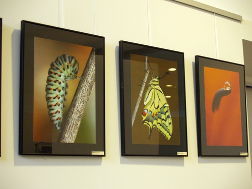 Exposició fotogràfica a la sala polivalent de la biblioteca.