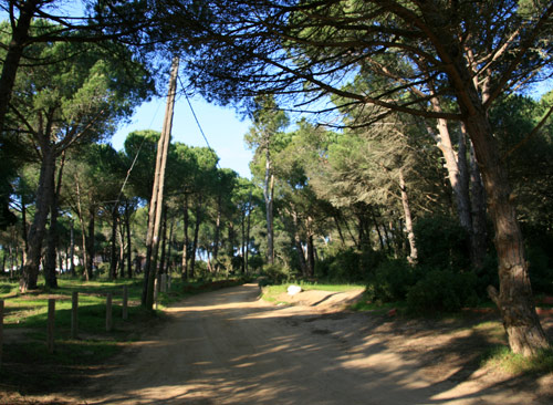 El sector de la pineda d'en Gori.