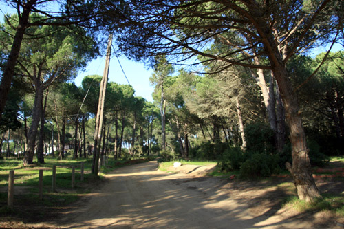 L'espai de la pineda d'en Gori.