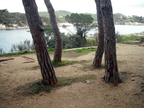 Arbres marcats a la pineda d'en Gori.