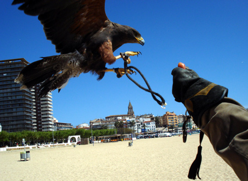 Es fan vols d'aus rapinyaires per foragitar gavians i coloms.
