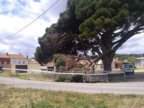 El pi d'en Xana amb la branca escapçada.