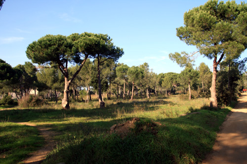 La part urbanitzable del PAU 'Pineda d'en Gori'.