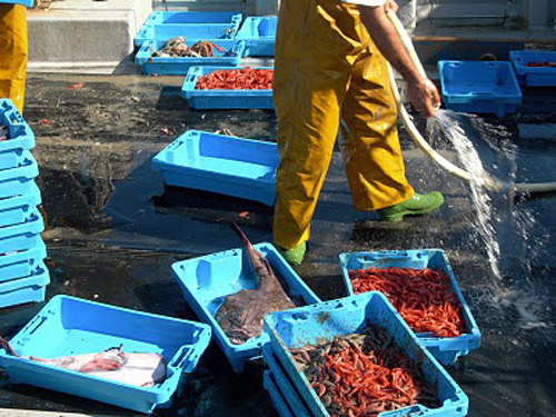 Gamba acabada d'arribar al port de Palamós.