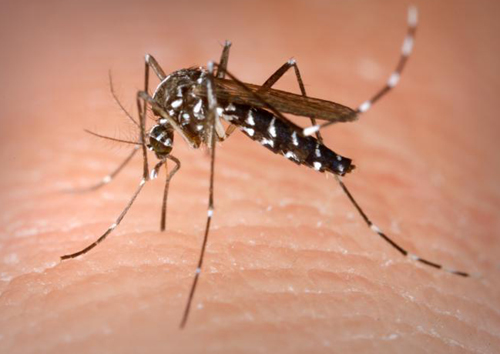 Un exemplar de mosquit tigre.