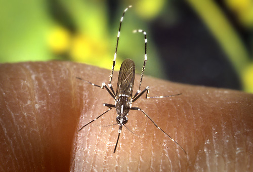 El mosquit tigre prolifera en les acumulacions d'aigua. (Foto: J. Gathany-CDC).