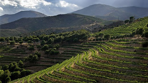 Vinyes de la D.O. Empordà. (Foto: empordaturisme.com).