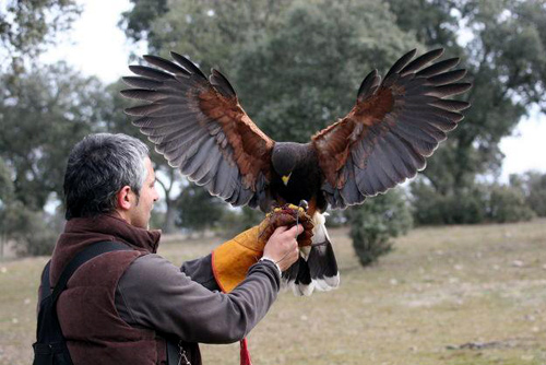 L'Ajuntament ja havia utilitzat falcons per foragitar gavians. (Foto: falconscontrol.es)
