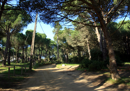 L'espai natural de la pineda d'en Gori.