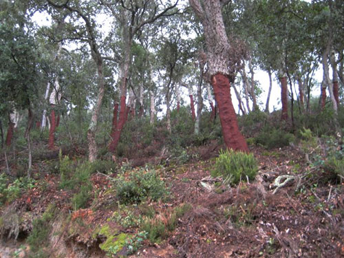 La neteja de boscos és clau per a la prevenció d'incendis forestals.