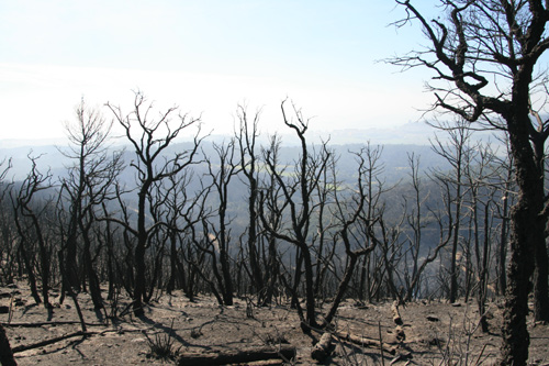 Imatge desoladora del massís de les Gavarres després de l'incendi.