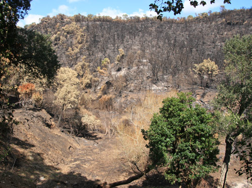 La zona del Mas Cabré, a Vall-llobrega, a prop d'on va començar el foc.