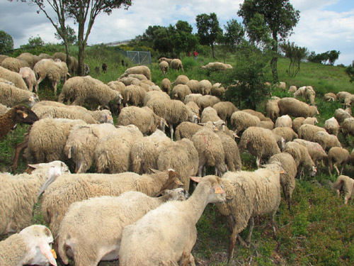 Can Pere Tià vol recuperar l'activitat de pastures.