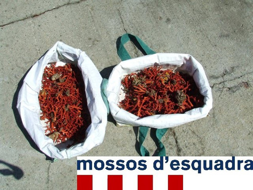 El corall comissat pels Mossos d'Esquadra al port de Palamós.