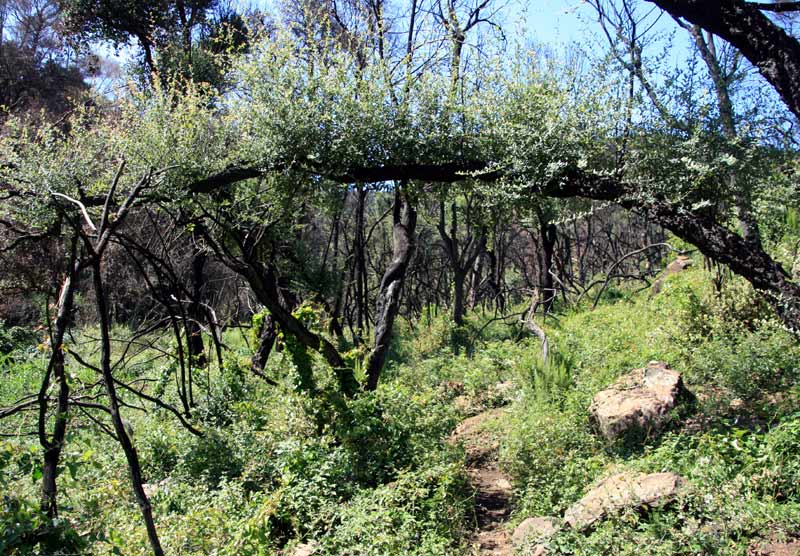 El verd creix amb força a la Vall de Bell-lloc gràcies a les plujes d'estiu.(Foto Ràdio Palamós)