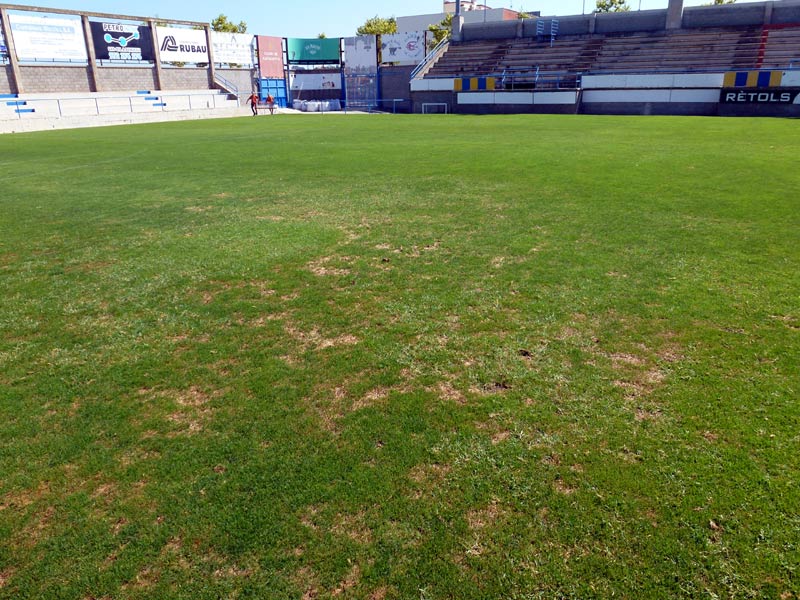Clapa provocada per la plaga de fongs que ha aparegut a la gespa del Nou Municipal. (Foto: Ràdio Palamós)