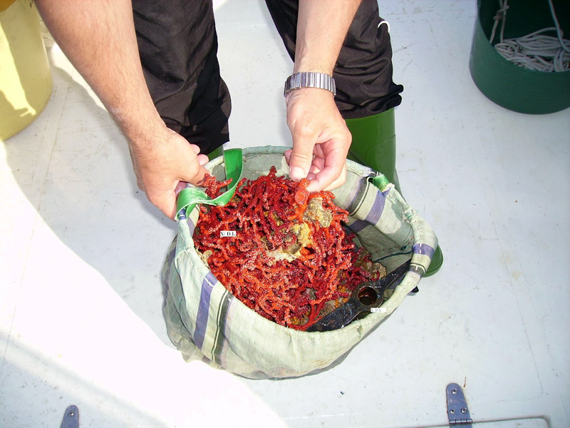 El coral vermell, protagonista avui a les 'Converses de taverna'. (Foto: redcoralmarketandfishi,blogspot.com).