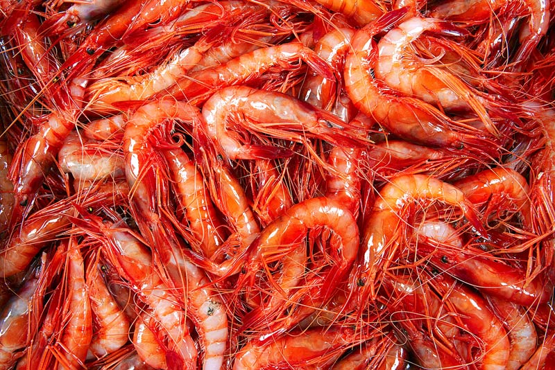 El projecte avança en l'estudi del genoma de la gamba. 
