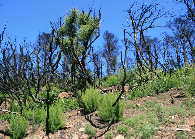La vall de Bell-lloc va ser un dels espais naturals més afectats per l'incendi del mes de març.