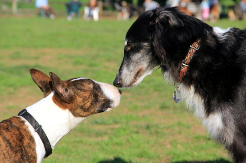 L'entitat promou la convivència entre els propietaris de les mascotes i la resta de la població. (Foto: gossosgelida.blogspot.com)
