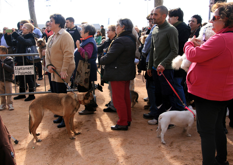 Imatge d'arxiu de la festa de Sant Antoni Abat a Palamós.