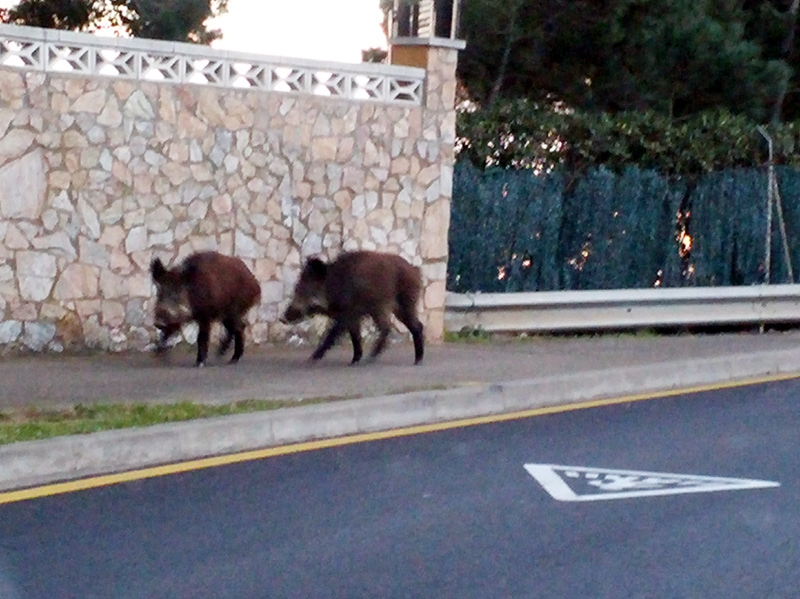 Els dos senglars, campant pel vial del port. (Foto: L.V.)