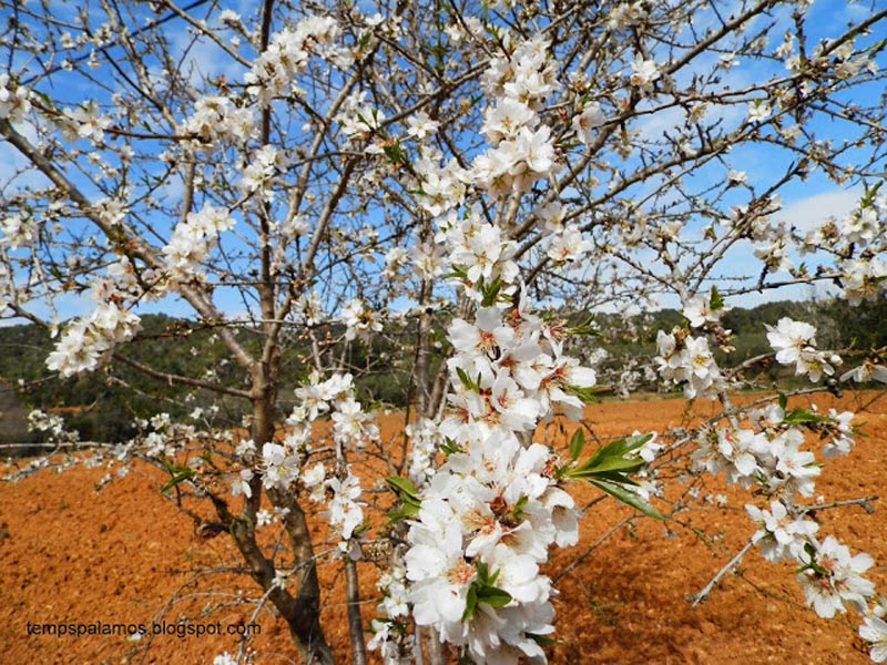 Un formós atmetller, ahir a Vall-llobrega. (Foto: tempspalamos.blogspot.com)