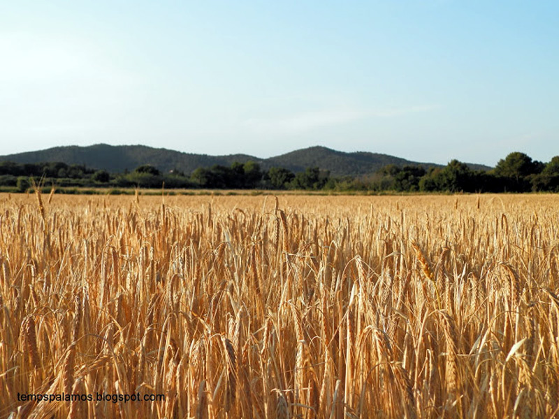 Espigues sota el sol del passat dissabte amb les Gavarres al fons a la zona de La Pietat. (Foto: J. Fernández. tempspalamos.blogspot.com.)