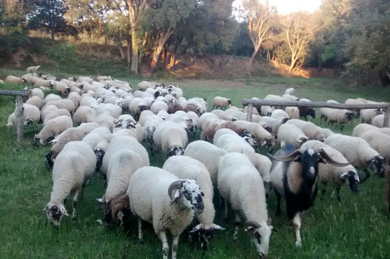 La ramaderia protagonitza les activitats mediambientals de primavera. (Foto: Àrea de Medi Ambient).