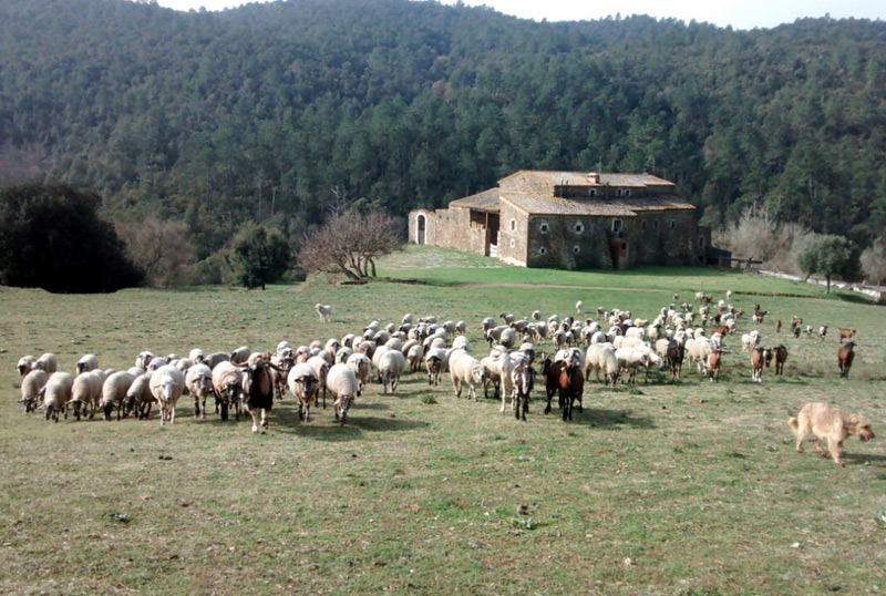 La gestió dels ramats, protagonista a les jornades mediambientals de primavera. (Foto: Àrea de Medi Ambient).