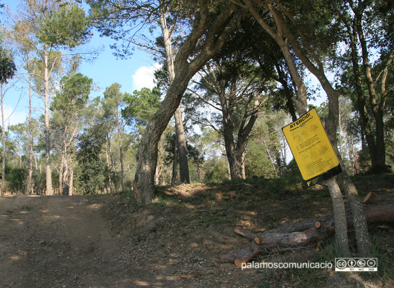 Feina preventiva de neteja de boscos, en una imatge d'arxiu.
