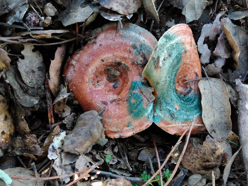 Conèixer més a fons els tipus de bolets és l'objectius de les activitats mediambientals de tardor. (Foto: bolets.com.)