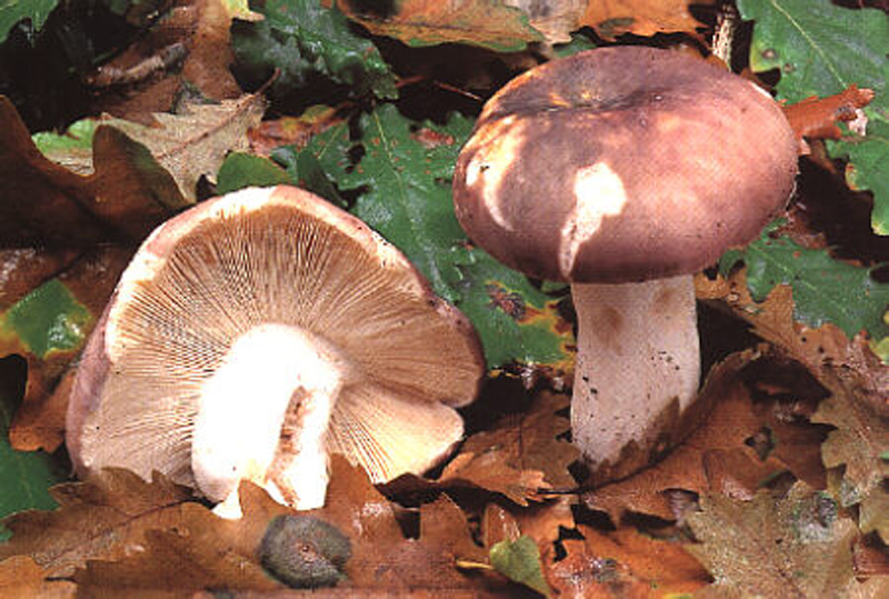 Dos exemplars de llorells. (Foto: Associació Micològica Joaquim Codina.)