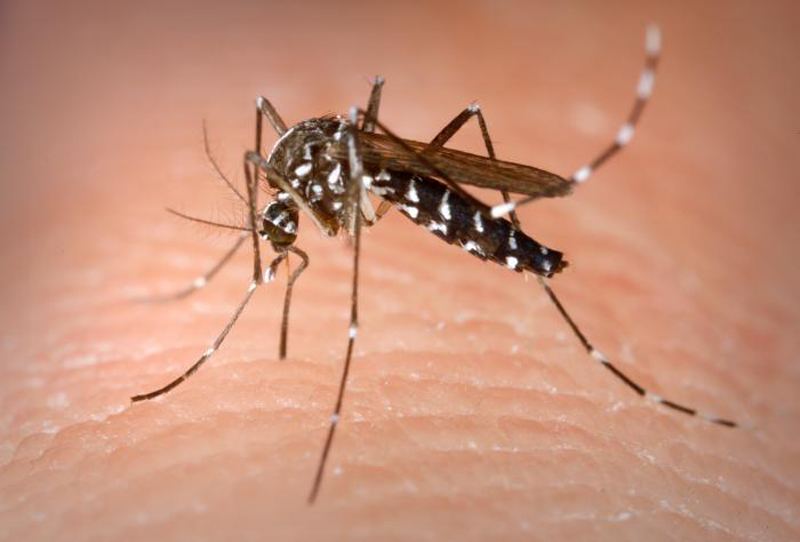 El mosquit tigre és un insecte amb una picada molt agressiva.