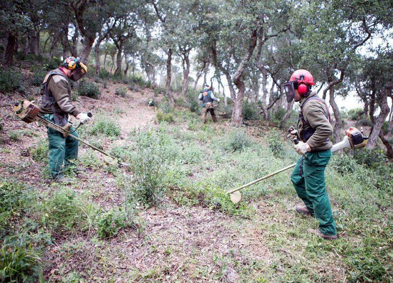 Imatge dels recents treballs de neteja a les Gavarres. (Foto: Martí Artalejo).