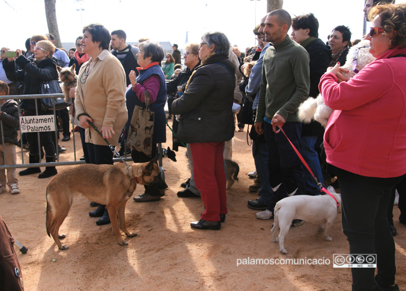 Benedicció d'animals al passeig del Mar.