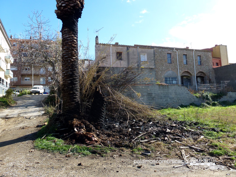 Canyes i palmera cremades, aquest matí.