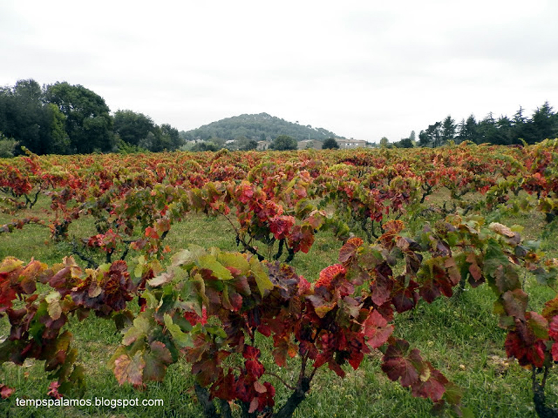 Una vinya a Calonge, municipi que té tres cellers amb Denominació d'Origen Empordà.