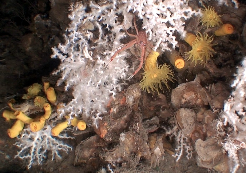 Es tracta d'un ecosistema marí molt vulnerable a l'activitat humana. (Foto: GRC Geociències.)
