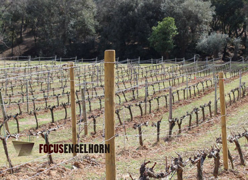 Una de les vinyes del Celler Brugarol, protagonista avui del cicle Lletres i vins 2016.