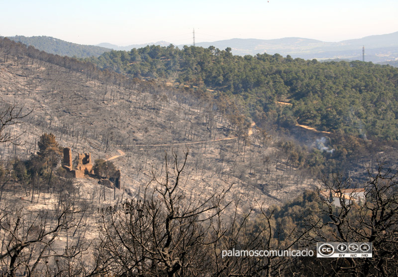 Boscos cremats a les Gavarres en l'incendi de 2014.