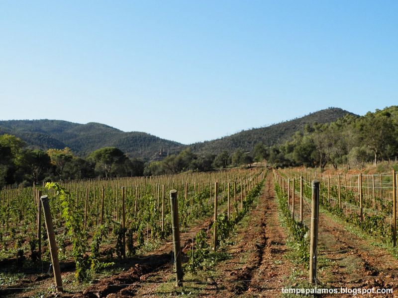 Vinyes a la vall de Bell-lloc, en un dissabte assoleiat. (Foto: Jordi Fernández).