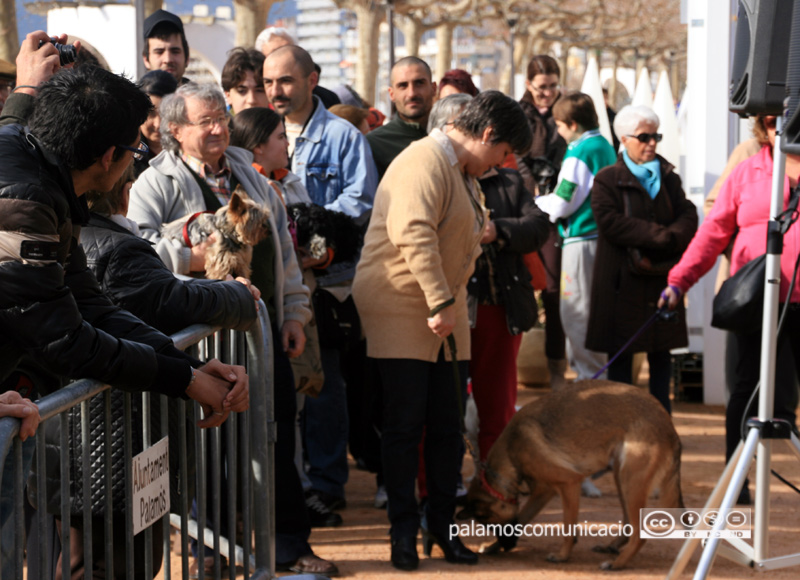 Els animals de companyia, protagonistes de la festa de Sant Antoni Abat.