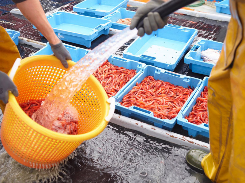 La gamba vermella és un dels objectes d'estudi del projecte CONFISH.