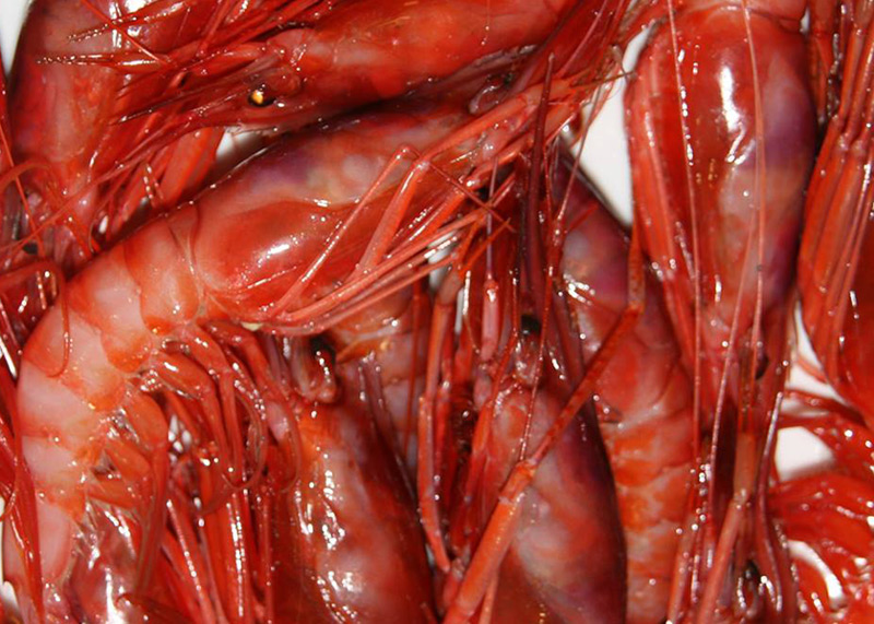 La Gamba de Palamós, protagonista culinari d'aquest cap de setmana.